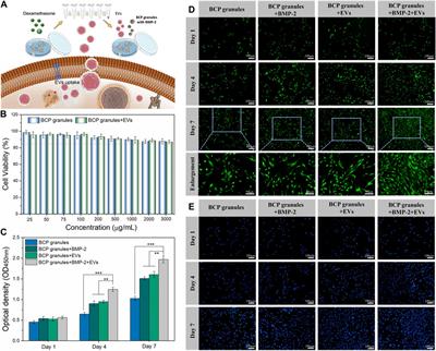 Osteoblast derived extracellular vesicles induced by dexamethasone: A novel biomimetic tool for enhancing osteogenesis in vitro